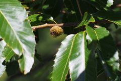 Quercus variabilis