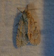 Acronicta