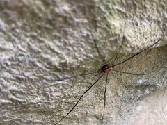 Leiobunum limbatum