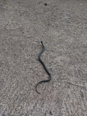 Natrix helvetica sicula