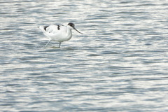 Recurvirostra avosetta