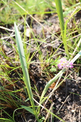 Ledebouria cooperi