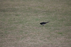 Rhipidura leucophrys