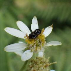 Olibrus