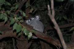 Phascolarctos cinereus