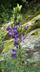 Aconitum napellus