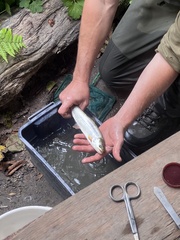 Oncorhynchus clarkii