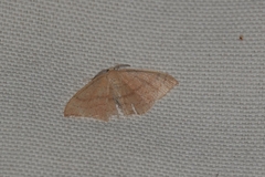 Cyclophora linearia