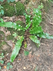 Asplenium scolopendrium
