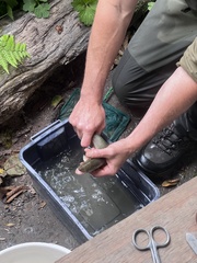 Oncorhynchus clarkii