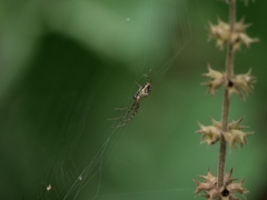 Metellina segmentata