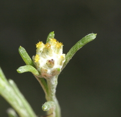 Blennospora drummondii