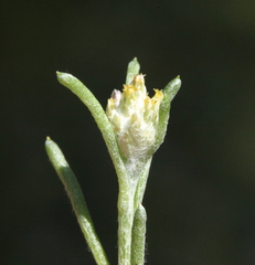 Blennospora drummondii