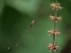 Metellina segmentata