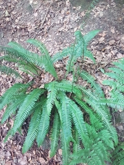 Struthiopteris spicant