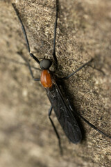 Plecia