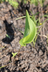 Eriospermum mackenii