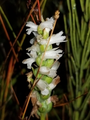 Spiranthes incurva