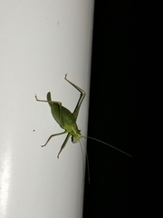 Leptophyes punctatissima