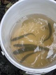 Oncorhynchus clarkii