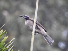 Philemon buceroides