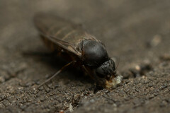 Phoridae
