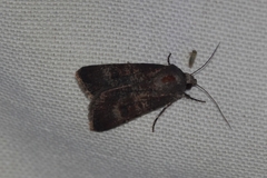 Agrotis trux