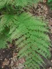 Athyrium filix-femina