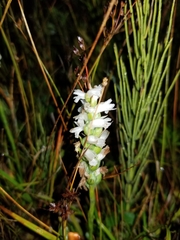 Spiranthes incurva