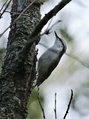 Sitta europaea