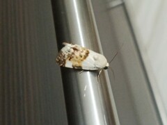 Acontia lucida
