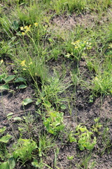 Eriospermum mackenii