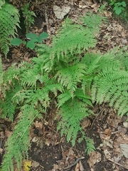 Athyrium filix-femina