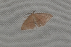 Cyclophora linearia