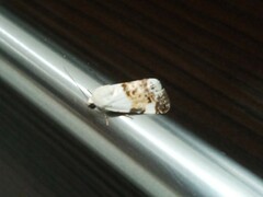 Acontia lucida