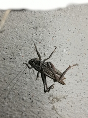 Platycleis albopunctata