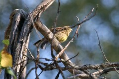 Emberiza citrinella