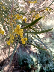 Acacia melvillei