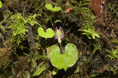 Corybas trilobus aggregate