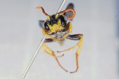 Nomada succincta