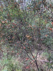 Dodonaea viscosa
