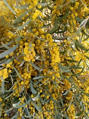 Acacia melvillei