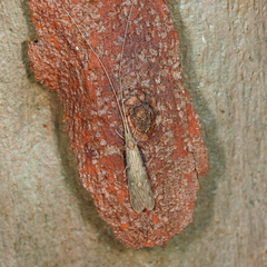 Oecetis
