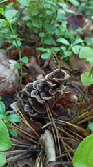 Thelephora terrestris