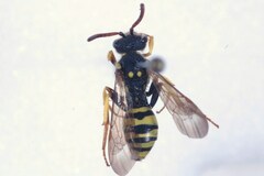 Nomada succincta
