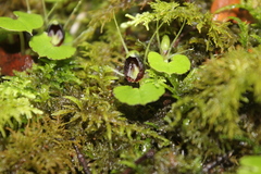 Corybas trilobus aggregate