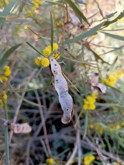 Acacia melvillei