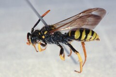Nomada succincta