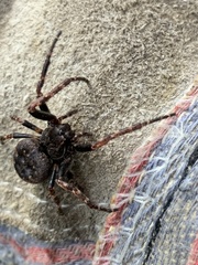 Nuctenea umbratica