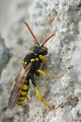 Nomada succincta